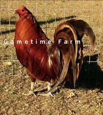Redquill gamefowl chicken for sale  Gordon