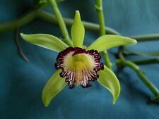 Orchid plant vanilla for sale  USA