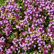 Teppich thymian violett gebraucht kaufen  Homberg (Efze)