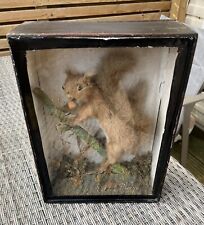 Victorian taxidermy red for sale  PETERBOROUGH