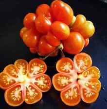 Seeds reisetomate tomato for sale  Grandview