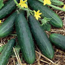 Spacemaster cucumber seeds for sale  Tarpon Springs