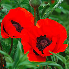 Papaver beauty livermere for sale  LLANDYSUL