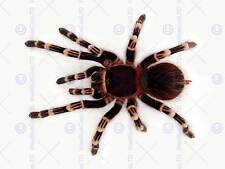 Redknee tarantula spider for sale  EDINBURGH