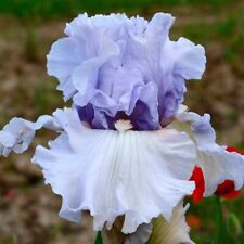 Iris fogbound pianta usato  Bologna