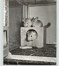 Chinchillas en juguetes en jaula extraño Long Island Ny 1950s Press Photo Spivak segunda mano  Embacar hacia Spain