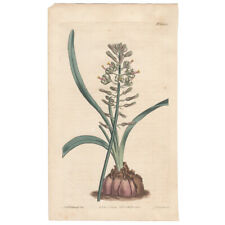 Curtis Botanical Magazine antique 1812 hand-colored engraving Pl 1444 Drimia for sale  Shipping to South Africa