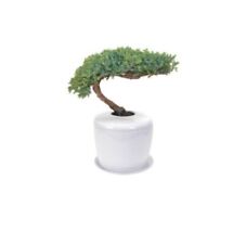 Juniper traditional tree for sale  Patchogue
