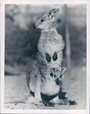 1949 press photo d'occasion  Expédié en Belgium