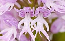 Orchis italica naked for sale  LONDON