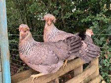 Beautiful pure breed for sale  LISKEARD