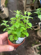 Herb strawberry mint for sale  Crosby