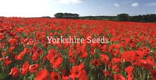 Red poppy corn for sale  DEWSBURY