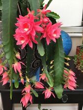 Rare cactus epiphyllum for sale  BOLTON