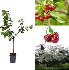 Cherry tree prunus for sale  GLASGOW