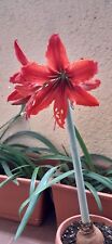 Hippeastrum Gypsy Girl - 1 bulb / offset about 2 cm for sale  Shipping to South Africa