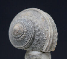 Fossil snail sea for sale  Tucson