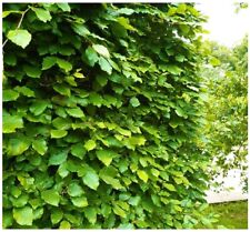 Green beech hedging for sale  Shipping to Ireland