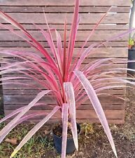 Cordyline australis cherry for sale  Shipping to Ireland