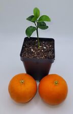 Clementine mandarin orange for sale  Bangor