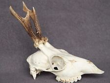 Used, ROE DEER SKULL WITH ANTLERS (TROPHY, HORN, TAXIDERMY, HUNTING, LOG HOME, KNIFE) for sale  Shipping to South Africa