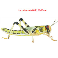 Large locusts live for sale  BASILDON