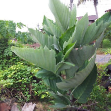 Leea macrophylla hathikana for sale  Corinth