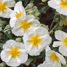 Pack helianthemum bride for sale  Shipping to Ireland