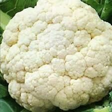 Cauliflower giant xxl for sale  MANCHESTER