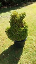 Topiary animal sculpture for sale  SPALDING