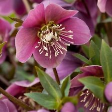 Helleborus purpurascens purple for sale  Shipping to Ireland
