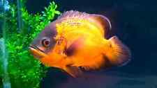 Red oscar astronotus for sale  IPSWICH