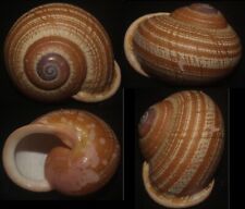 Tonyshells  Landsnail Calocochlia festiva w/cuticle VERY LARGE 46.5mm F++/F+++ for sale  Shipping to South Africa