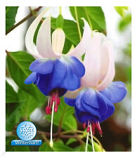 Winterharte fuchsien blue gebraucht kaufen  Bensheim