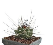 Used, Thelocactus rinconensis ssp. freudenbergeri K2B (Mexico) for sale  Shipping to South Africa