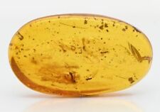 Fossil Insect inclusion in Burmese Amber - Swarm of Diptera and Parasitic Wasps for sale  Shipping to South Africa
