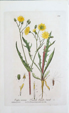 Crepis virens baxter d'occasion  Expédié en Belgium