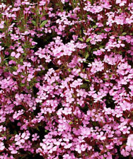 Groundcover rock soapwort for sale  Sevierville