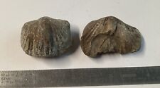 Pre historic fossils for sale  Ashville