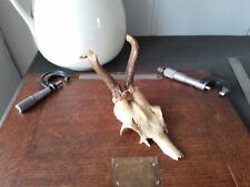Roe deer scull for sale  KEIGHLEY