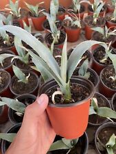 Blue agave plant for sale  Escondido