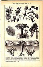 1890 botanical tree for sale  Shipping to United Kingdom
