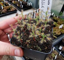 Drosera scorpioides carnivorou for sale  Shipping to Ireland