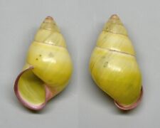 Shells - Amphidromus stevenliei 26.5 mm.      landsnail, Indonesia- for sale  Shipping to South Africa