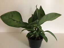 tropical pot plants for sale  Providence