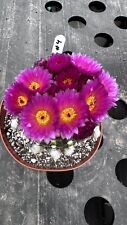 Notocactus uebelmannianus flav for sale  Jurupa Valley