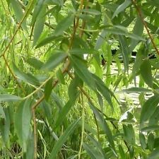 Golden willow 4ft for sale  NEWTOWNARDS
