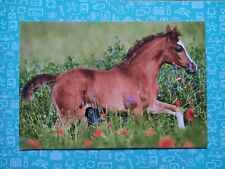 Pferdepostkarte araber fohlen gebraucht kaufen  Borna