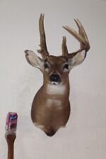 Whitetail deer head for sale  Brandon