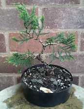 Juniperus chinensis outdoor for sale  DUDLEY